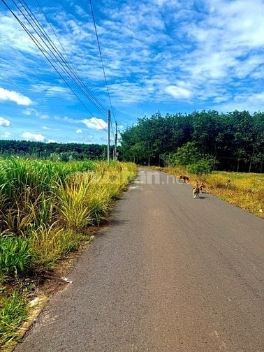BÁN LÔ GÓC SAU CHỢ THÁI BÌNH-13x50, 100m2 THỔ CƯ.
