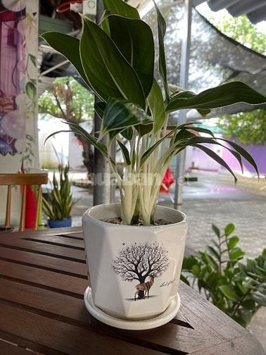 CẦN VÀI BẠN PHỤ CHỊ BÁN ĐỒ UỐNG , HÀNG HOÁ 