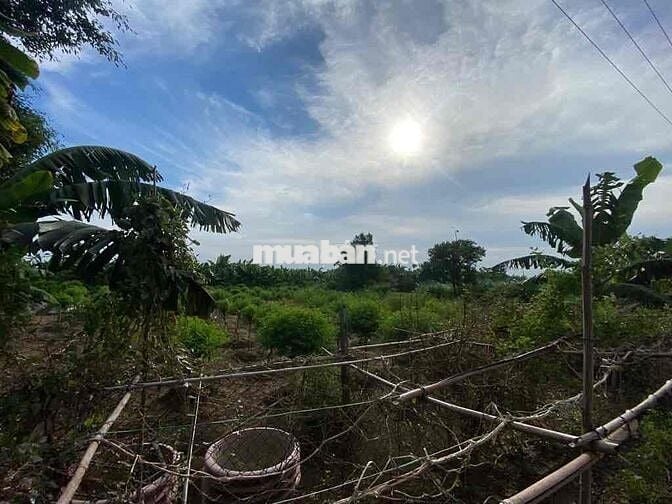 Lô đất diện tích hơn 1000m², mặt tiền rộng, ô tô ra vào thoải mái.