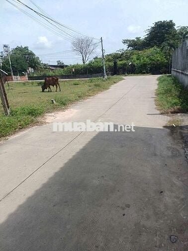 Đất thổ, đường bê tông, Mỹ hạnh nam, 125m giá ngộp