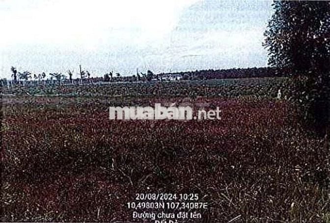 Bán ĐGTS đất tại TĐ số: 96, xã Đất Đỏ, TP. Hồ Chí Minh