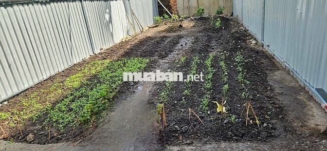 Chính chủ cần bán đất Phường Tân Tạo (Sau chùa Long Thạnh)