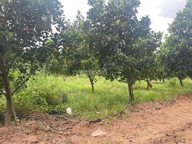 CHú 2 bán lô đất có trái cây sẳn mặt tiền đường nhựa giá 380tr/250m2