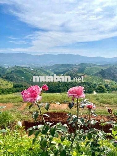 VIEW ĐỒI BÁT ÚP - KHU PHẠM HỒNG THÁI - ĐẠI LÀO TP.BẢO LỘC DT 1384M2