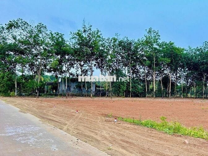 Đất giá rẻ 290 triệu mặt tiền đẹp Long Hà, Bình Phước (Đồng Nai)