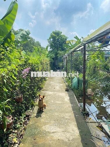 Bán nhà đất ở Tân Túc- Bình Chánh