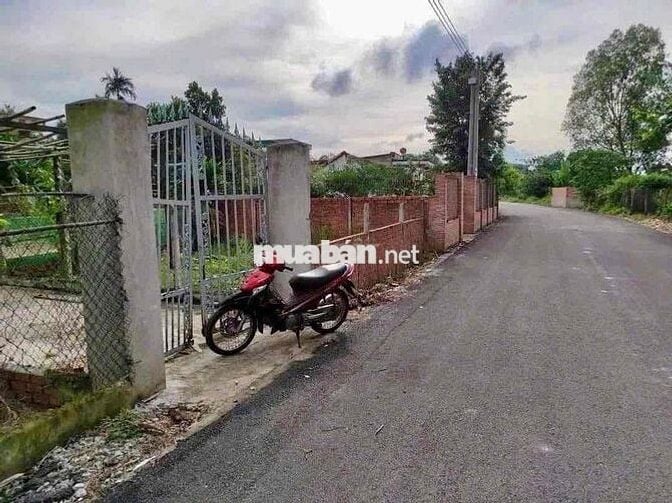 con gái cần tiền đi du học chủ cần bán gấp lo cho con cái