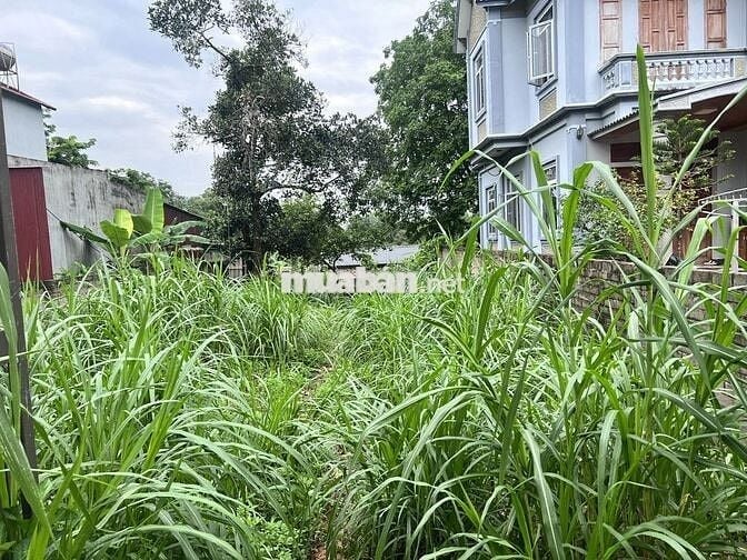 em chủ đất cần bán mảnh đất tại tây vị Thanh Mỹ