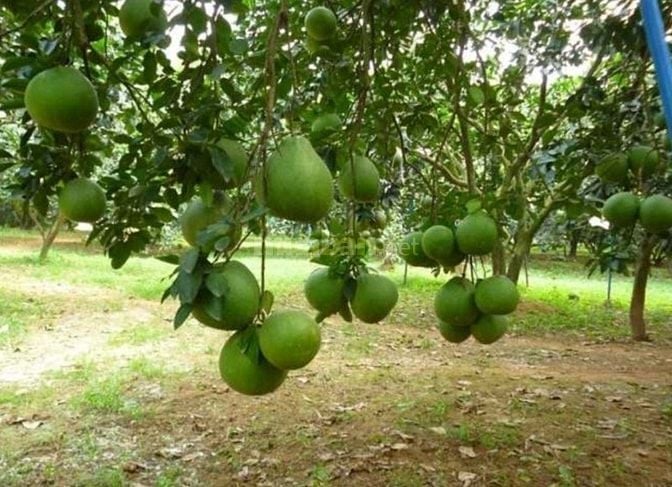 đất ngộp sổ sẵn công chứng trong ngày 