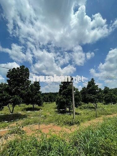 Bán gấp vườn mít thái 5x45x100tc 385tr SHR bình dương-tphcm