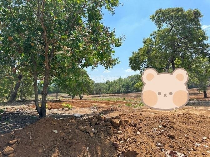 Bán gấp DN 1000m2 tại Phú Trung, chỉ 490tr, giá siêu hời cần sang ngay