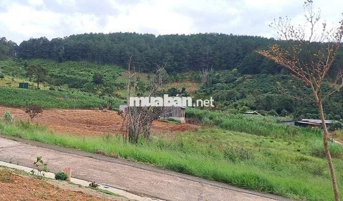 Chính chủ bán đất view thông 790 triệu 320m2 có 108m thổ cư ven Đà Lạt
