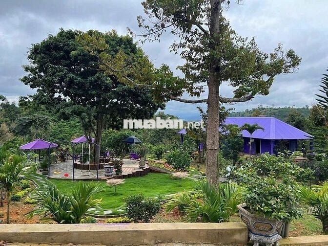 Khu nghỉ dưỡng 1,38ha view suối, giá chỉ 9.5 tỷ – Lộc Thành, Bảo Lâm