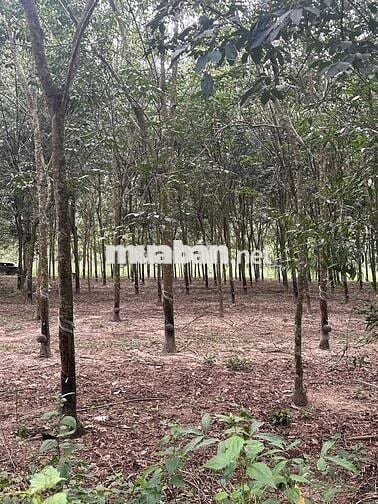 1hec8 cao su p.Minh Hưng Đồng Nai ( Bình Phước củ)