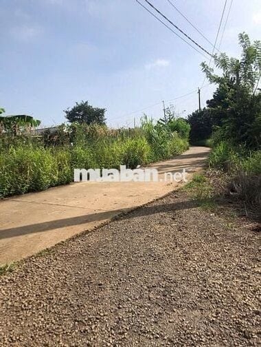 Cần chuyển nhượng gần 1ha đất vườn trồng cây ăn trái