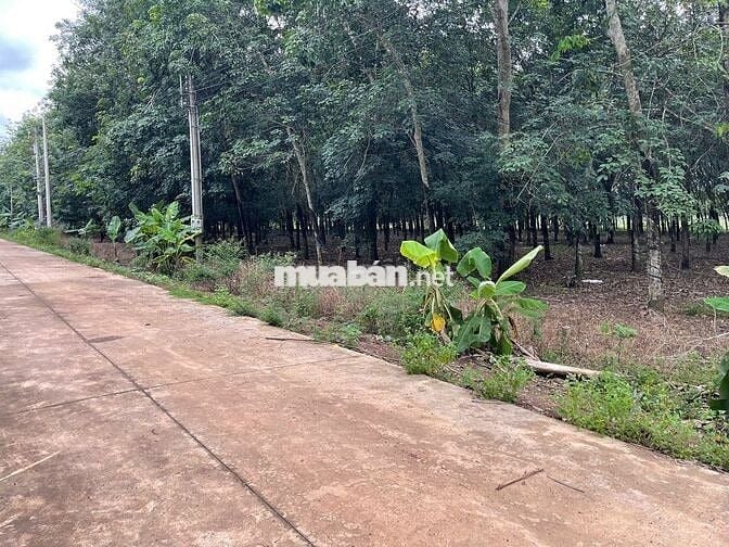 Lô đất đẹp bên hong chợ, 342m2 đất thổ cư giá 410 triệu sổ hồng riêng