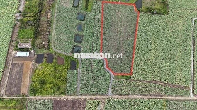 đất vườn phước khánh giá cực kì rẻ