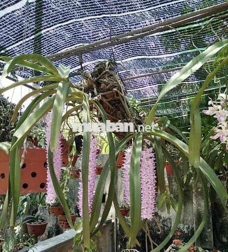 CHO THUÊ NHÀ PHÚ THỌ HOÀ 4 x 15 M đuc 1 Lầu : 2PN, 2 WC hèm 7 M thông