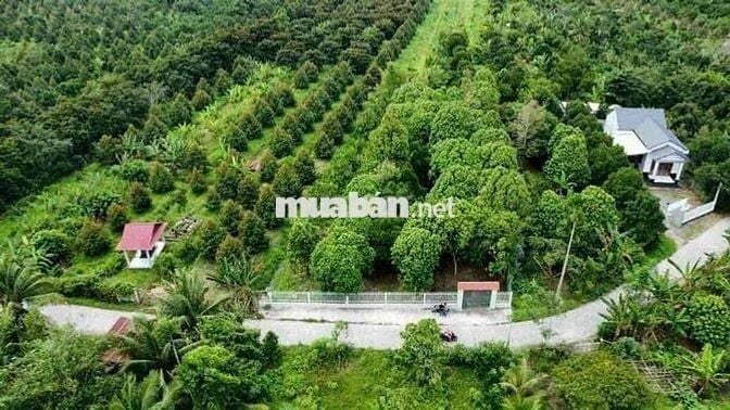 Bán 5140m2 đất Nhơn Ái, Phong Điền có 300m thổ cư - 7 tỷ (TL nhẹ)