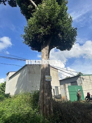 Nhà yến kiên cố, đang có tổ, 280m² – giá tốt cho nhà đầu tư.