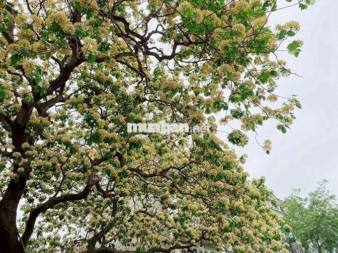 CHO THUÊ NHÀ PHƯỜNG TÂN QUÝ KHÚC GẦN TÂN SƠN NHÌ : 4 x 20 M : 2 PN