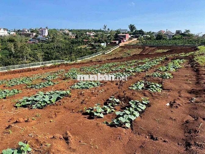 Đất sổ hồng, thổ cư mặt tiền Tỉnh lộ 725 xã Tân Châu, Di Linh,Lâm Đồng