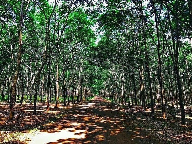~1500 hecta tiềm năng trồng cao su, dược liệu, năng lượng xanh