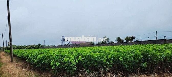 ĐẤT ĐẸP GIÁ SIÊU RẺ HẺM TẢN ĐÀ _ BẢO LỘC