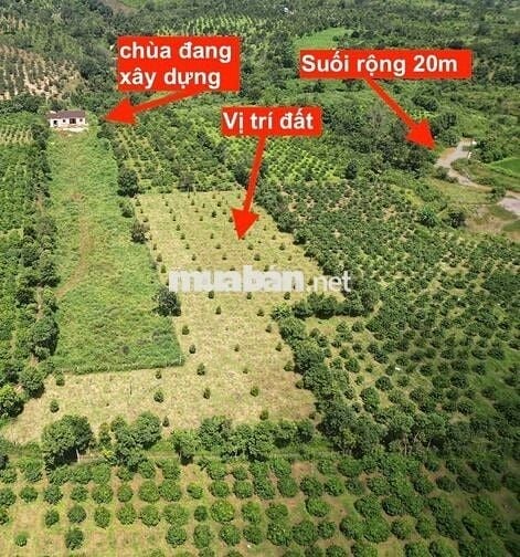 250 cà phê, 100 sầu riêng, đất cạnh chùa và suối, giá 1,2 tỷ TL