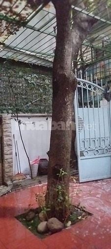 🌳 CHÍNH CHỦ BÁN CÂY LỘC VỪNG LÂU NĂM – ĐỊNH CÔNG, HÀ NỘI 🌳