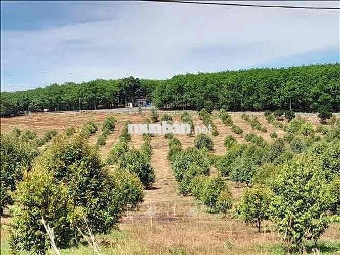 Đất Vườn Bình Phước Giá Tốt – Sổ Sẵn, Công Chứng Ngay!