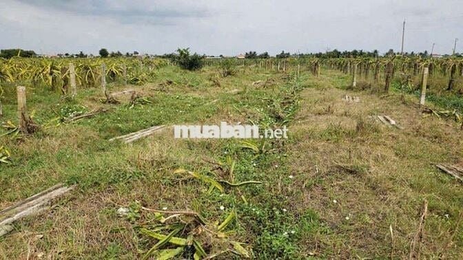 746m2 đất vườn giá ngộp 295tr cách nhựa bự ĐT827 tầm 300m sổ hồng