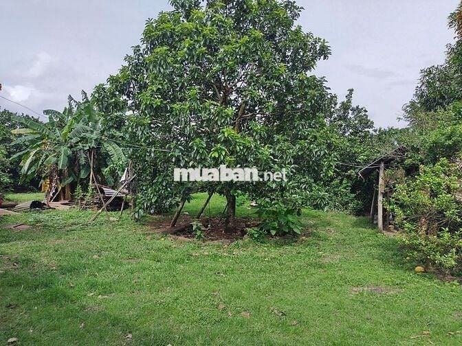 Đất vườn diện tích 1000m2 giá 650 triệu đường Điểu Xiển Bàu Trâm