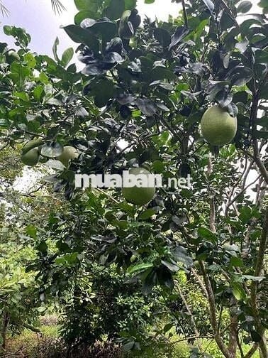 Ali bán nhà hẻm Ô Tô xã Phú Hữu, SHCC giá bán 14 tỷ có TL