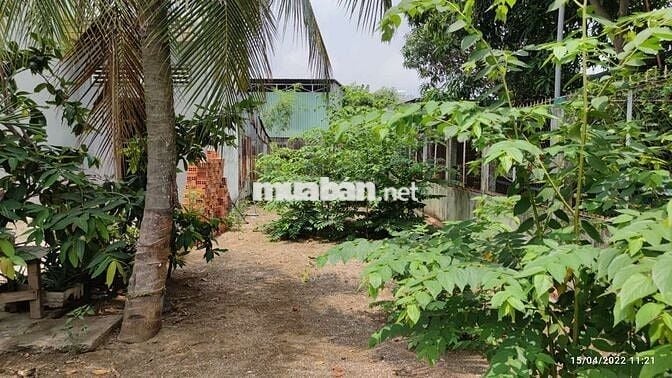 Đất Khu Phố 3, thị trấn Cần Giuộc
