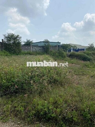 Cần bán Đất trồng cây lâu năm gần 1000m2