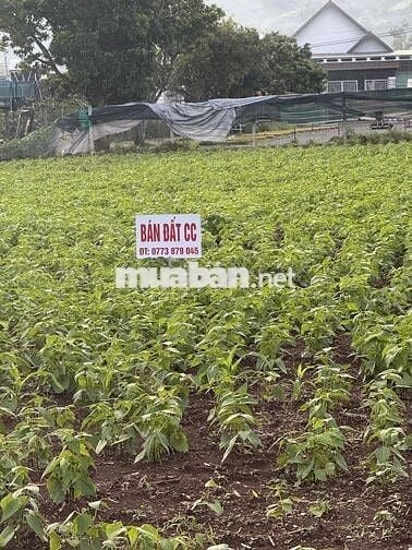 Đất đẹp phường Cam Ly Đà Lạt Lâm Đồng
