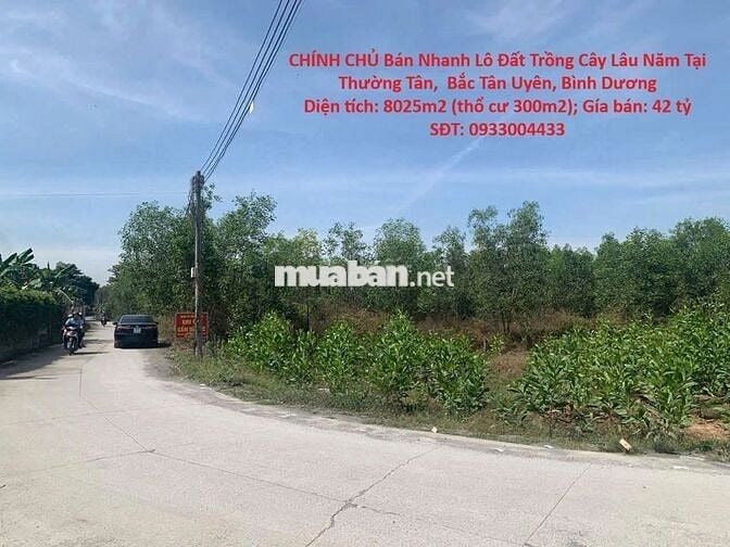 BÁN NHANH Đất Trồng Cây Lâu Năm Tại Thường Tân,Bắc Tân Uyên,Bình Dương