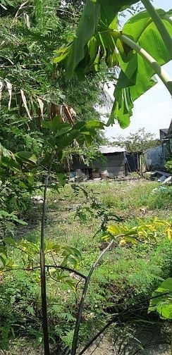 Bán đất thổ cư giấy tờ sổ hồng hợp lệ