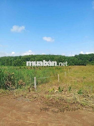 Đất vườn 1126m2 ở phú giáo bình dương ngay DH 507 chỉ 300m