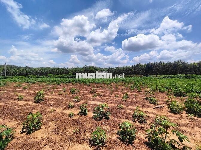 Bán đất sào có thổ cư, 1 sẹc đường DH507 - 4575m2 SHR, Bình Dương.