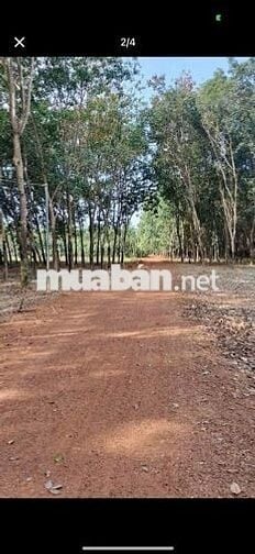 Bán đất tại Tân Thành, Đồng Xoài, Bình Phước, 11,4 tỷ, 6347 m2