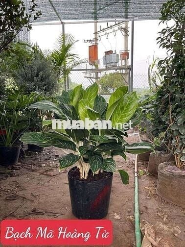 Cho thuê nhà 132 ngõ Hoàng An A, Lê Duẩn Đống Đa - Hà Nội