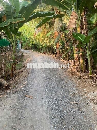 BÁN 6706M2 ĐẤT TRỒNG SẦU RIÊNG THÁI ĐÃ CHO TRÁI TẠI LONG HỒ-VĨNH LONG