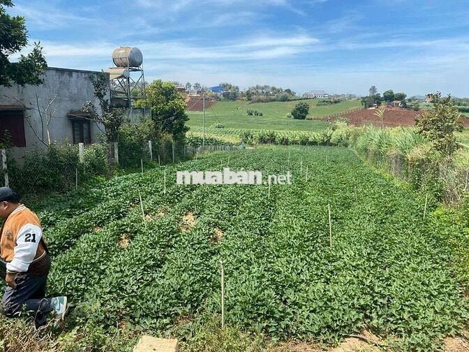 🌄 CHÍNH CHỦ BÁN – MẢNH ĐẤT HIẾM CÓ KHÓ TÌM TẠI LÂM ĐỒNG