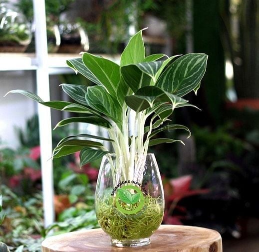 Phụ bán tại quán tại chỗ.  Các loại đồ uống 