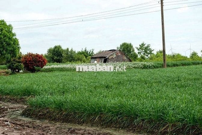 KẸT TIỀN BÁN GẤP 1 SÀO ĐẤT, CÁCH ĐỨC MẸ NÚI CÚI 13KM, GẦN NHÀ THỜ, CHỢ