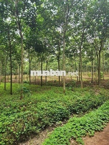Bán đất 2 MT Tiến Hưng,Đồng Xoài, 16.5 tỷ, 11803 m2