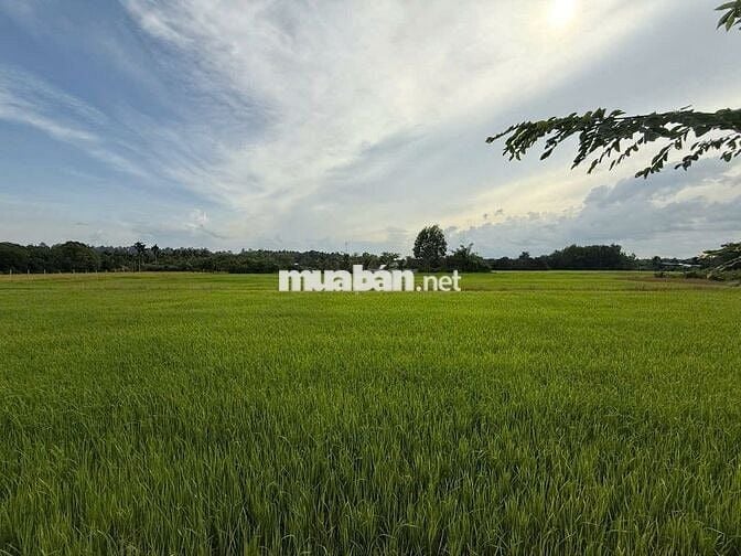 Bán đất An Tây Bến Cát 1600m2 1,199 tỷ