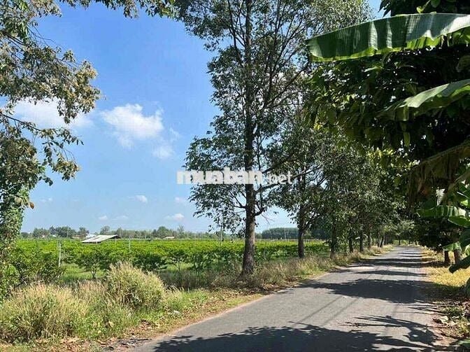 Đất Tây Ninh huyện Tân Châu nhựa 8m 100x106. còn TL Chủ